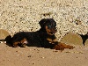  - CHIOTS BEAUCERONS DISPO