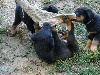  - A RESERVER CHIOTS BEAUCERON