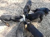  - chiots beaucerons dispo