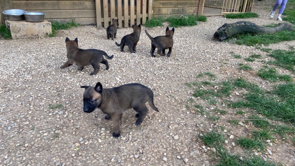 chiot Berger Belge du Perigord Noir et Feu