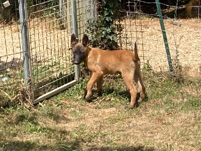 TEX DU PERIGORD NOIR ET FEU