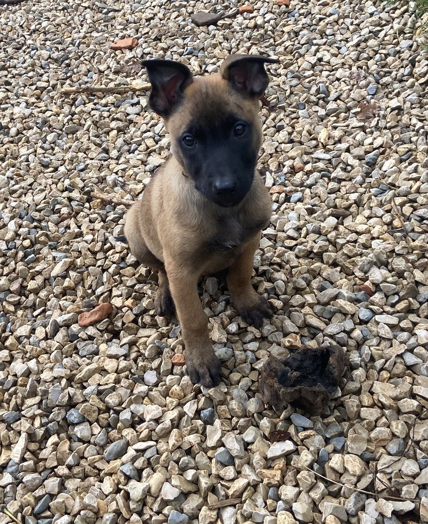 du Perigord Noir et Feu - Chiot disponible  - Berger Belge