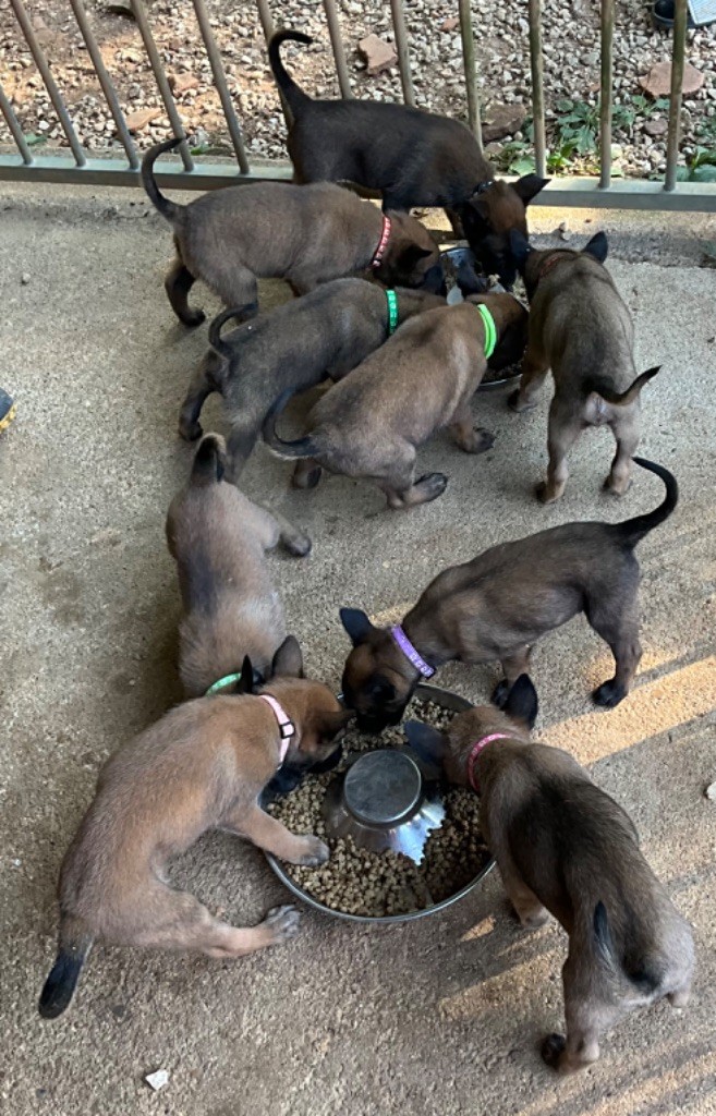 chiot Berger Belge du Perigord Noir et Feu