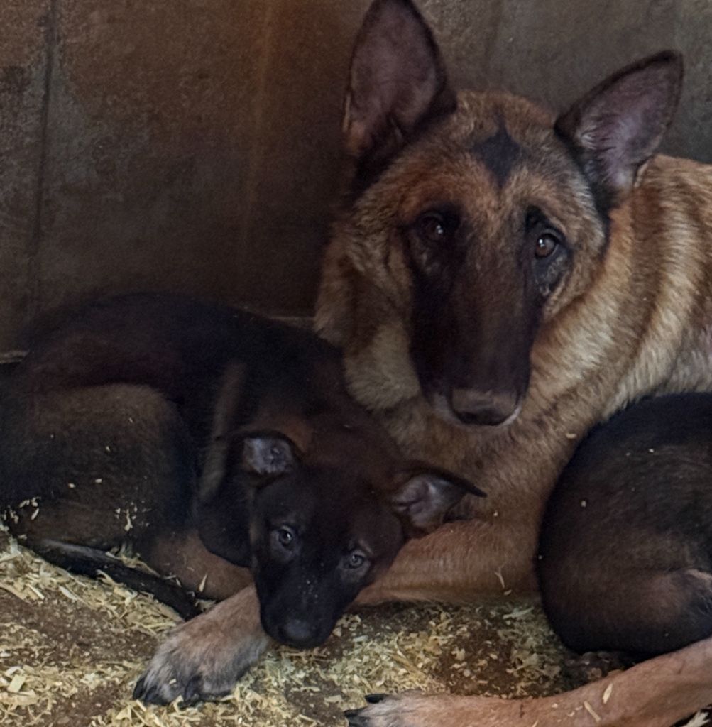 Rebelle du Perigord Noir et Feu
