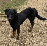 du Perigord Noir et Feu - JEUNE BEAUCERON DISPONIBLE