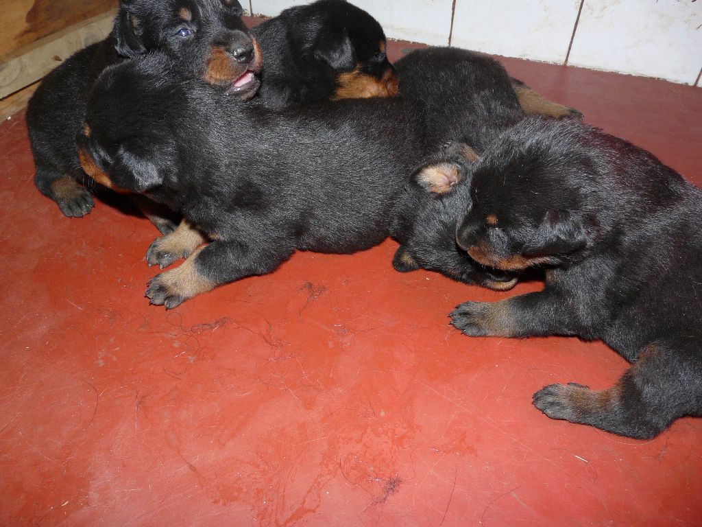 A RESERVER CHIOTS BEAUCERON