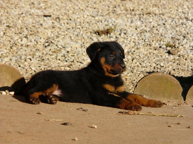 CHIOTS BEAUCERONS DISPO