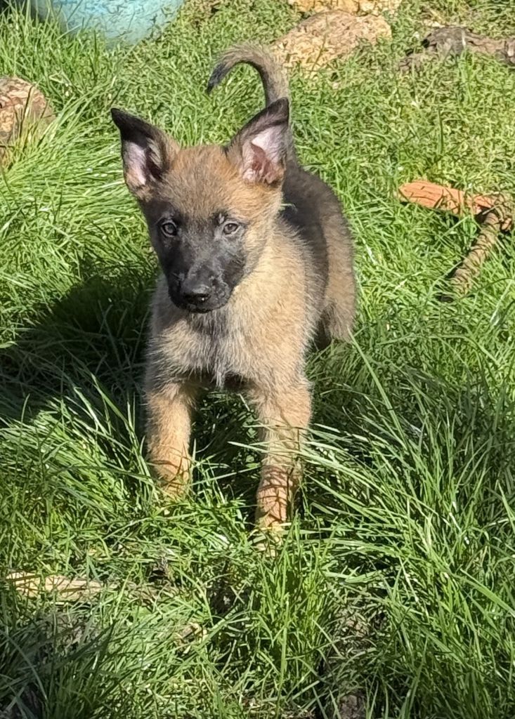 du Perigord Noir et Feu - Chiots disponibles - Berger Belge