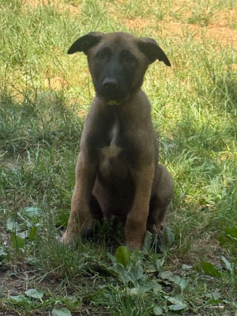 du Perigord Noir et Feu - Chiots disponibles - Berger Belge