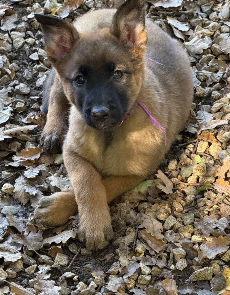 du Perigord Noir et Feu - Chiots disponibles - Berger Belge