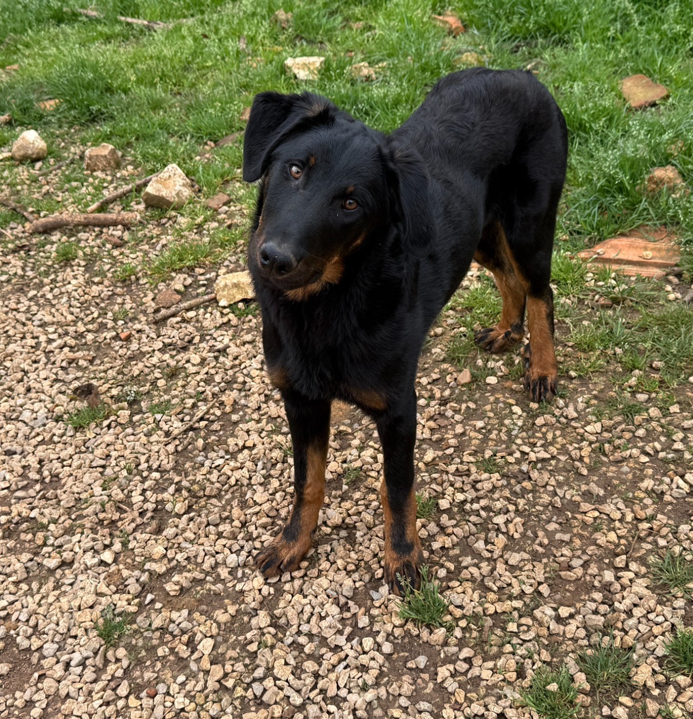 du Perigord Noir et Feu - Chiots disponibles - Berger de Beauce