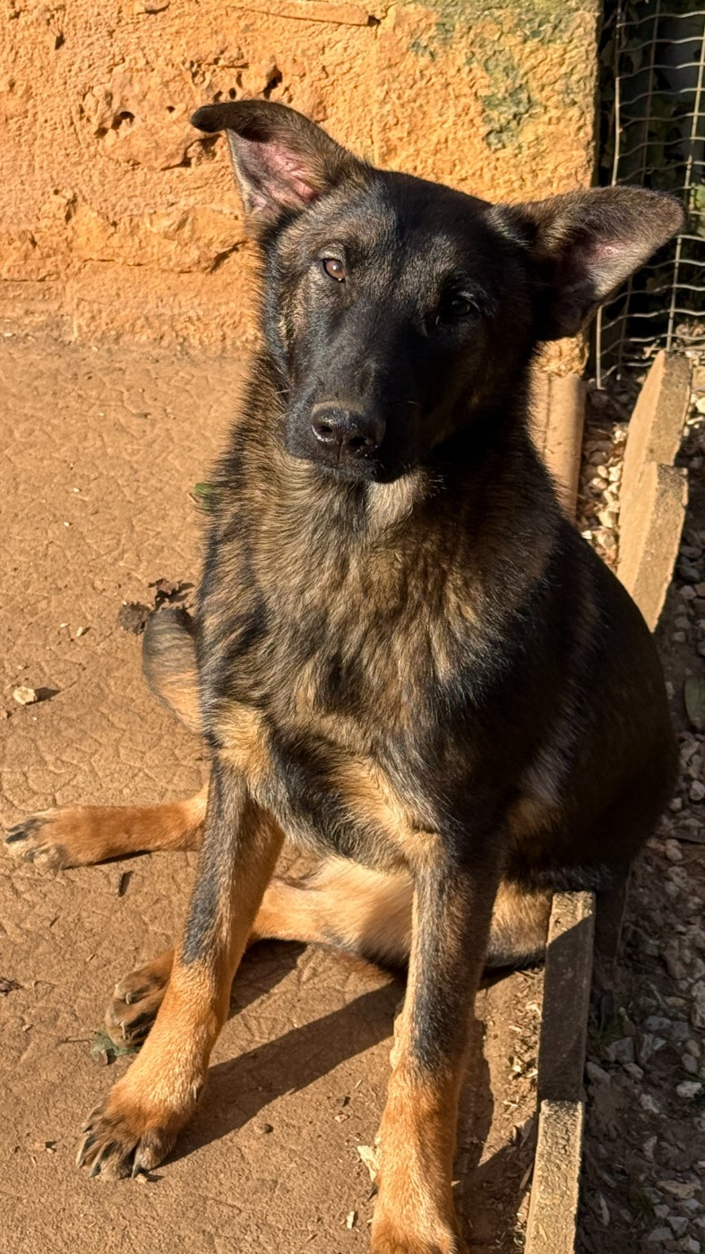 du Perigord Noir et Feu - Chiots disponibles - Berger Belge