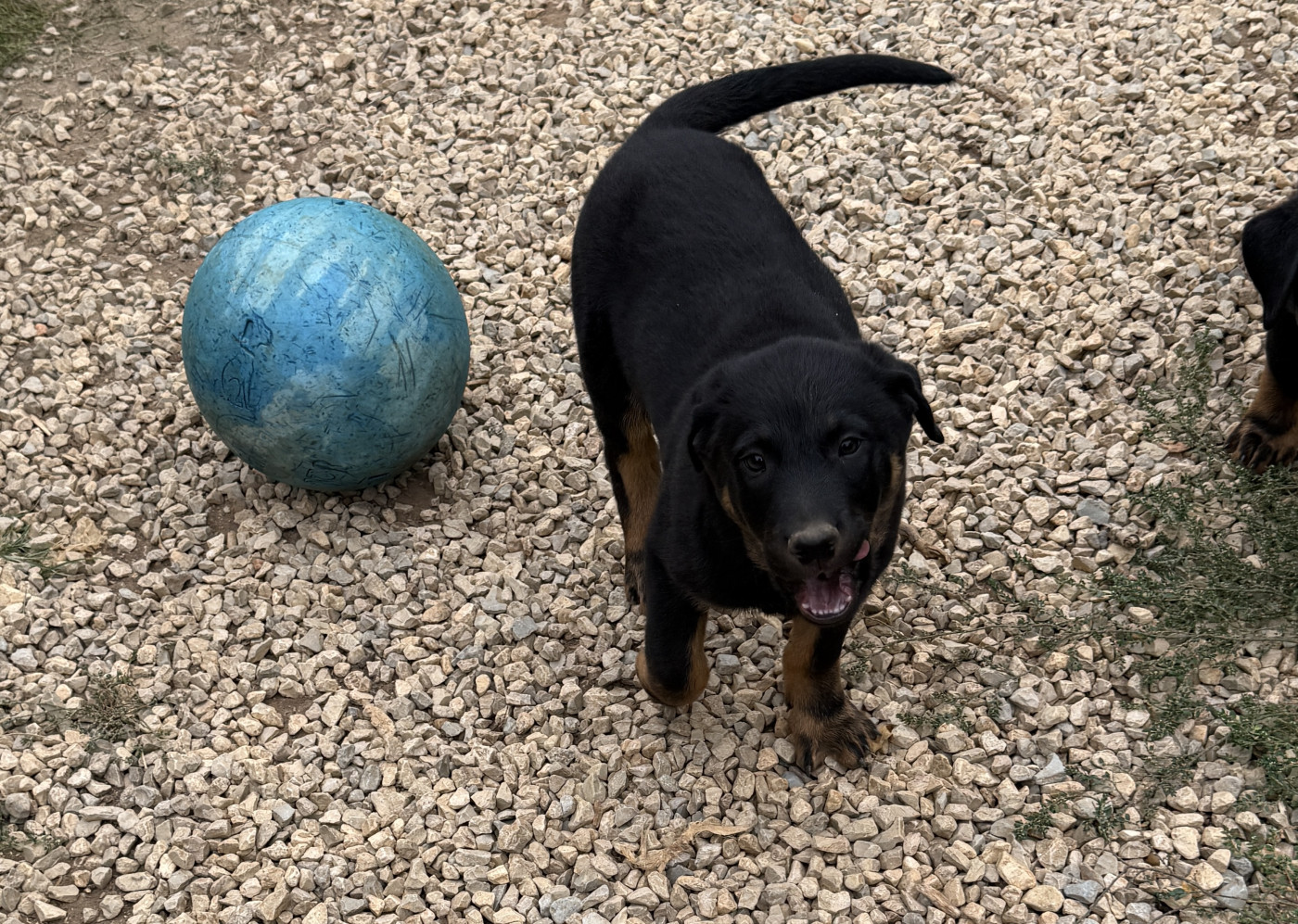 du Perigord Noir et Feu - Chiots disponibles - Berger de Beauce