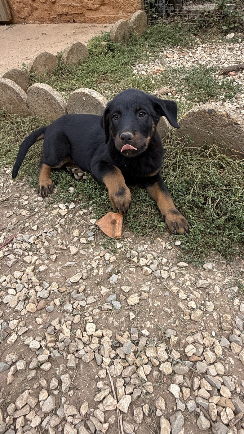 du Perigord Noir et Feu - Chiots disponibles - Berger de Beauce