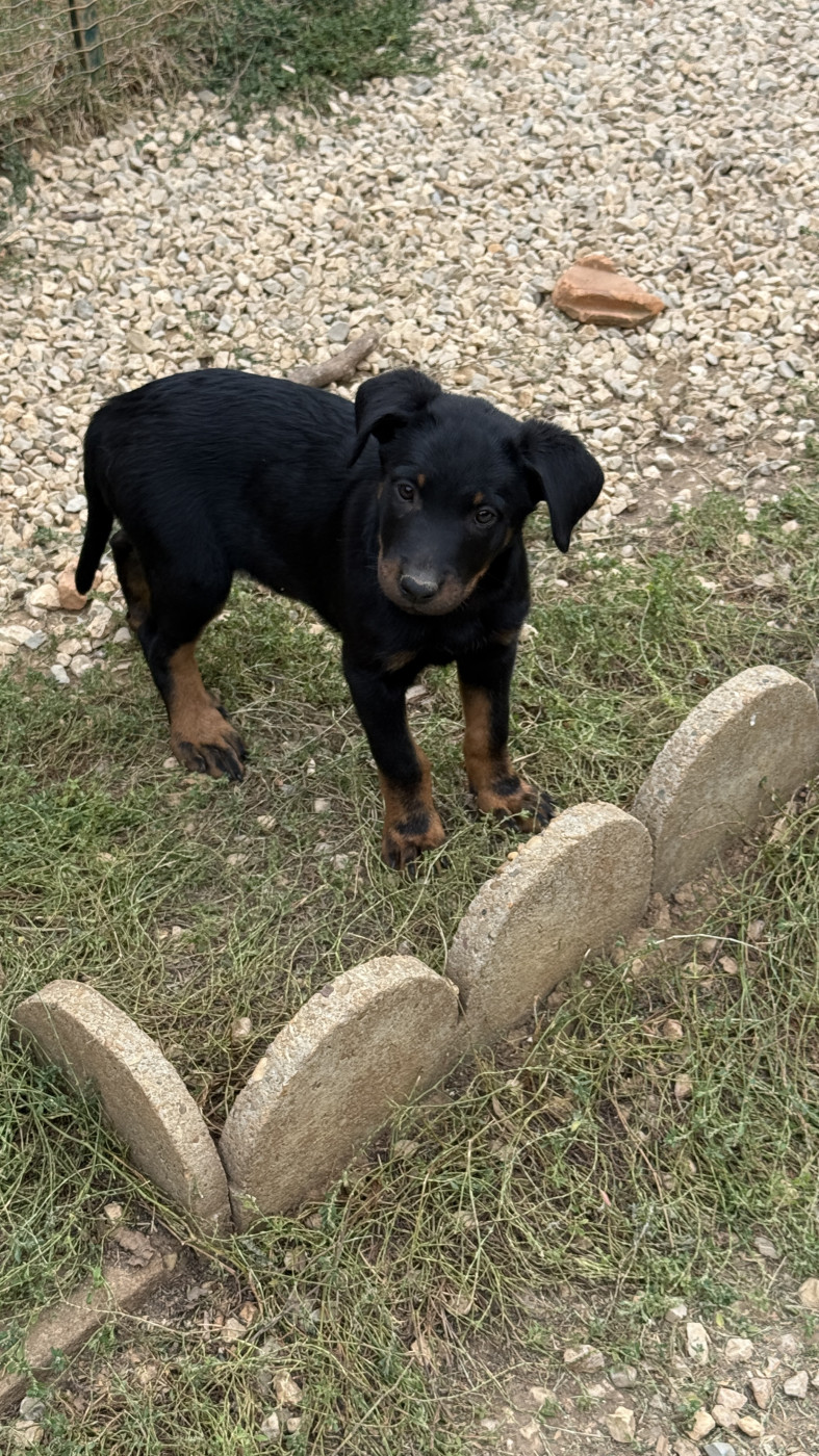 du Perigord Noir et Feu - Chiots disponibles - Berger de Beauce