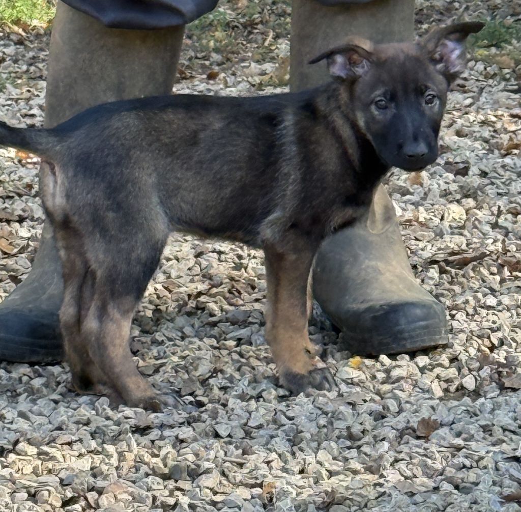 du Perigord Noir et Feu - Chiots disponibles - Berger Belge