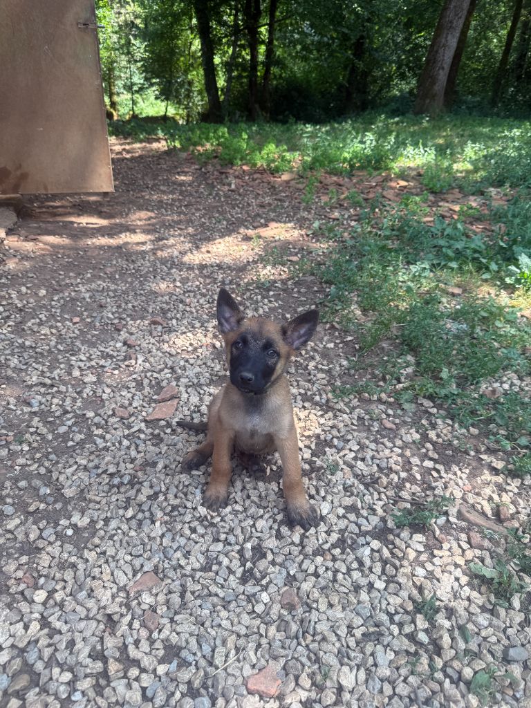 du Perigord Noir et Feu - Chiots disponibles - Berger Belge