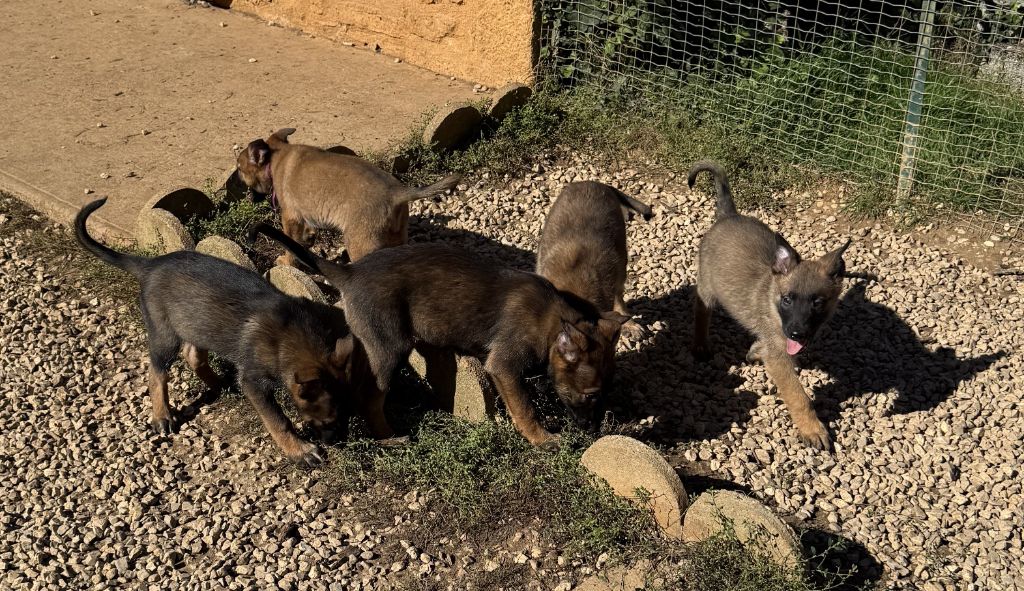 Chiot Berger Belge du Perigord Noir et Feu