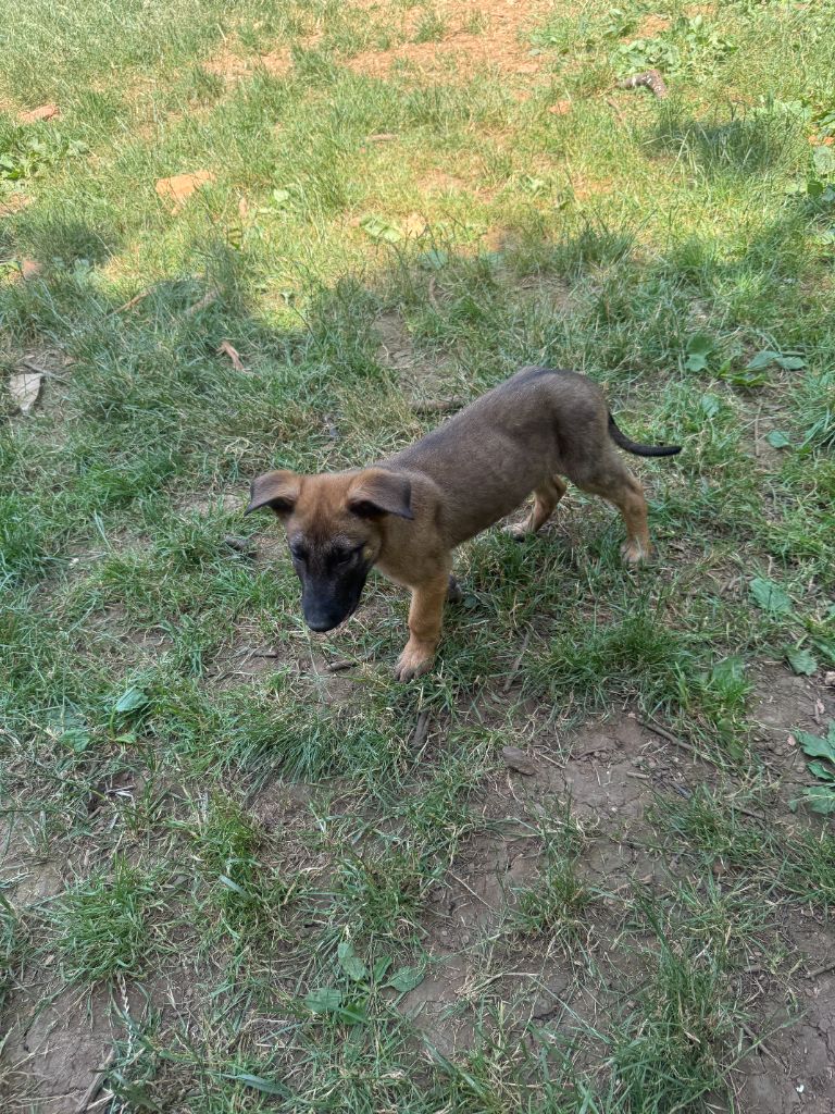 du Perigord Noir et Feu - Chiots disponibles - Berger Belge