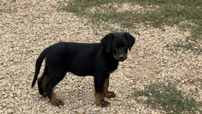 Chiot N°2