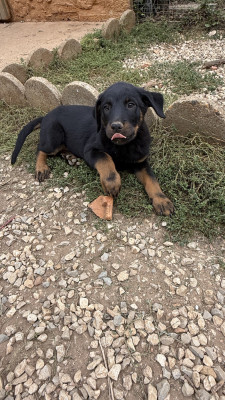 Chiot N°3