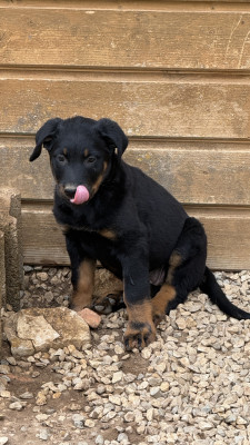 Chiot N°4