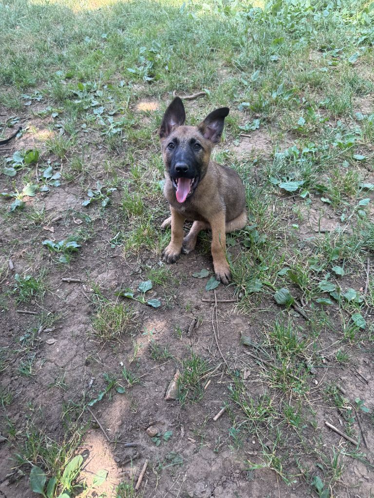 du Perigord Noir et Feu - Chiots disponibles - Berger Belge