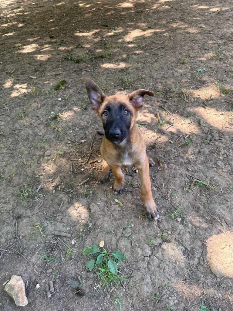 du Perigord Noir et Feu - Chiots disponibles - Berger Belge