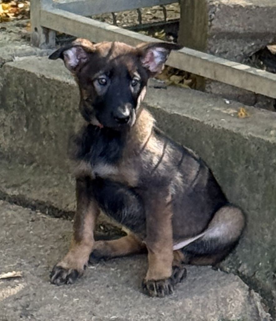 du Perigord Noir et Feu - Chiots disponibles - Berger Belge