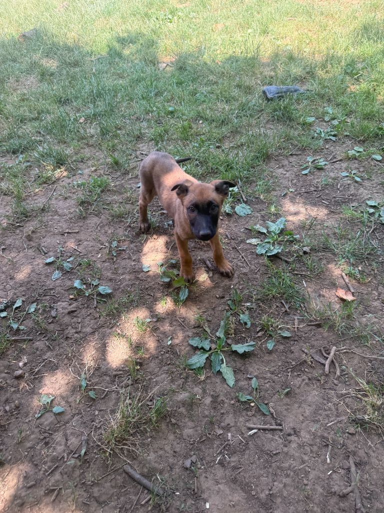 du Perigord Noir et Feu - Chiots disponibles - Berger Belge